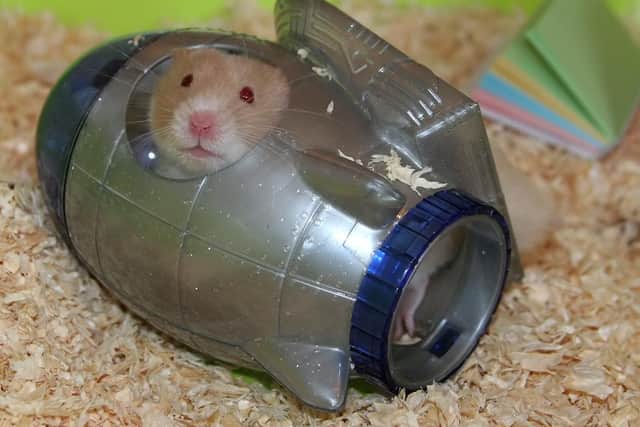A hamster - file picture