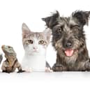 Enter our Top Pet competition for the chance to win a prize worth £50.