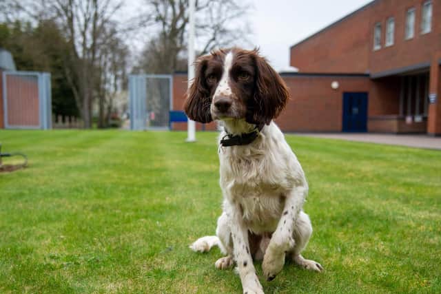 Two-year-old Springer Spaniel, Alfie, has joined the team as a victim recovery dog.