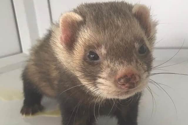 One of the ferrets in need of re-homing