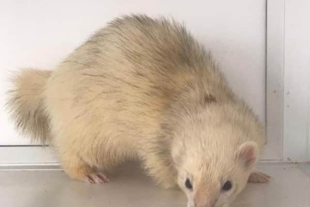 Another of the ferrets looking for a new home