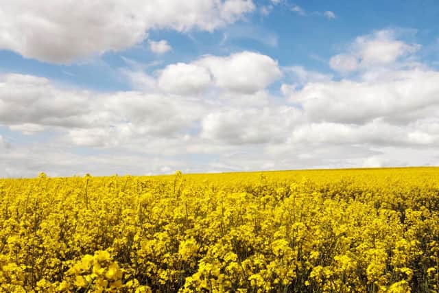 Rapeseed