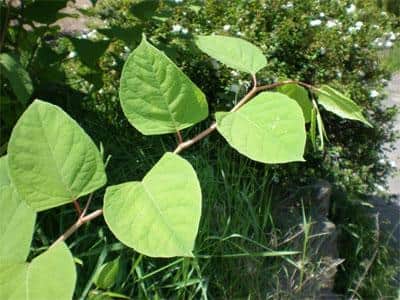 The fast-growing plant is invasive