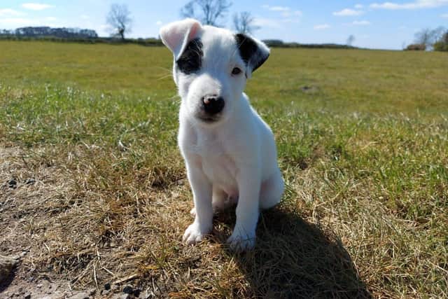 The pup has been missing since Friday (May 7).