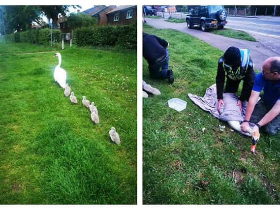 The swans were rescued. Credit: Kettering Police Team