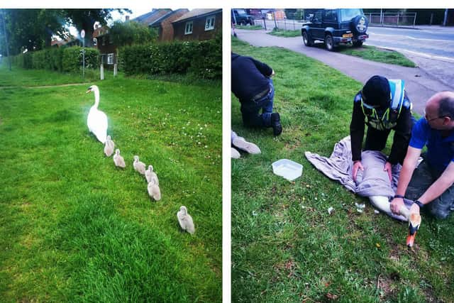 The swans were rescued. Credit: Kettering Police Team