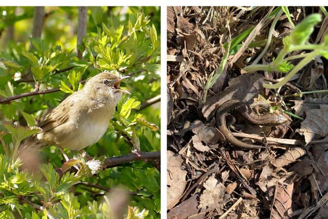 Left: Grasshopper Warbler - Credit Adam Riley. Right: Common Lizard - Credit SWHW Community Group.