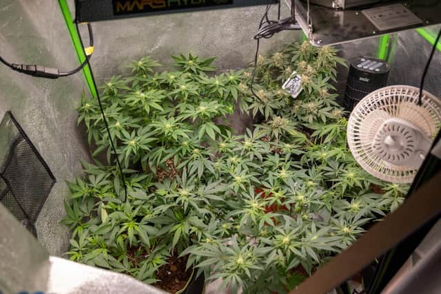 Some of the cannabis plants found earlier today