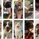 The Top Pet top 10