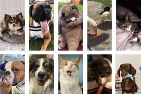 The Top Pet top 10