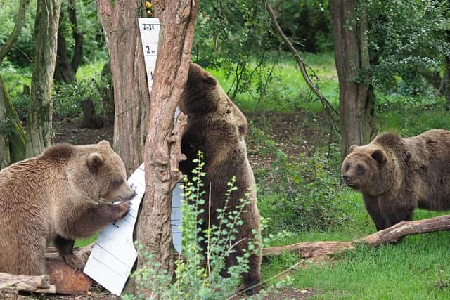 Brown Bears at Whipsnade Zoo (Archive Image/Whipsnade Zoo)