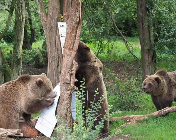 Brown Bears at Whipsnade Zoo    (Archive Image/Whipsnade Zoo)