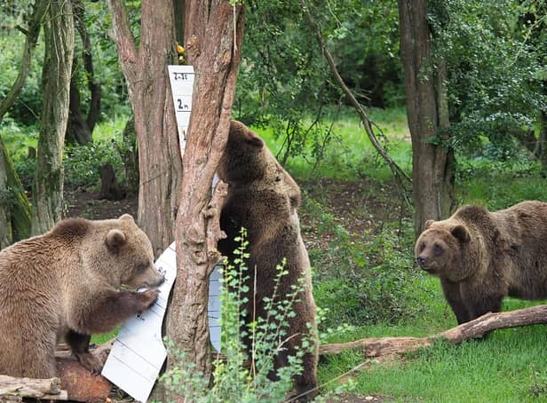 Brown Bears at Whipsnade Zoo    (Archive Image/Whipsnade Zoo)