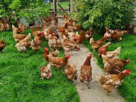 Could you give a hen a home?