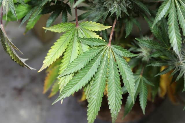Cannabis