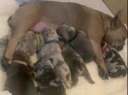 The puppies with their mother