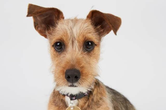 Channel 4's 'The Dog House' is looking for applicants in Northamptonshire