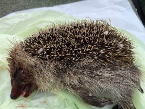 WARNING: Graphic content 
The hedgehog was attacked in Rushden