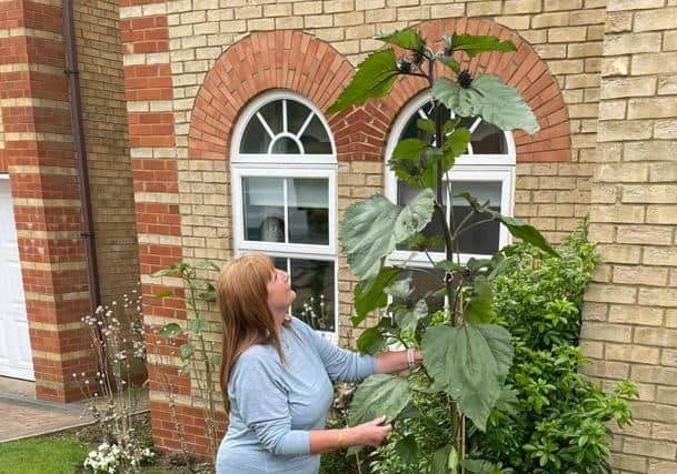 Martina Fernando with her giant 240cm 'Black Magic' sunflower.