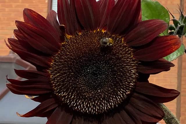 A 'Black Magic' sunflower.