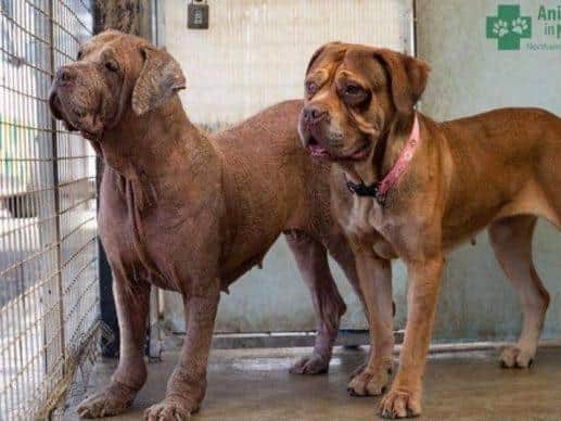 Zena and Lola - These 2 Mastiff crosses with huge hearts to match were rescued from an appalling situation of neglect.  With various health issues that are being addressed, these lovely girls want a super special home together.  They are not bothered about other dogs or sensible older children, but they are not used to cats or smaller furries.