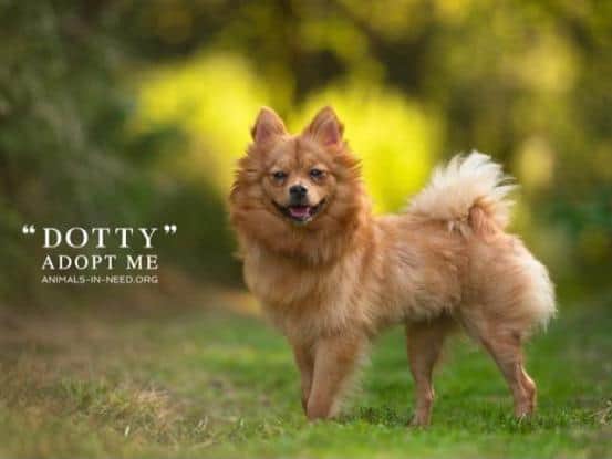 Dotty is a friendly, happy bouncy girl.  She is very affectionate.  She is active and likes to play.  She can be a little vocal and therefore would be best suited to someone who will not often leave her.  She walks well on a lead.  Dotty is good with other dogs but has not yet been cat tested.
