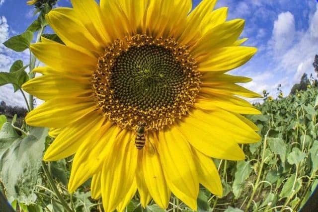 Families will be able to pick their own sunflowers.