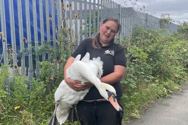 The injured swan was collected by local charity, Animals In Need Northamptonshire.