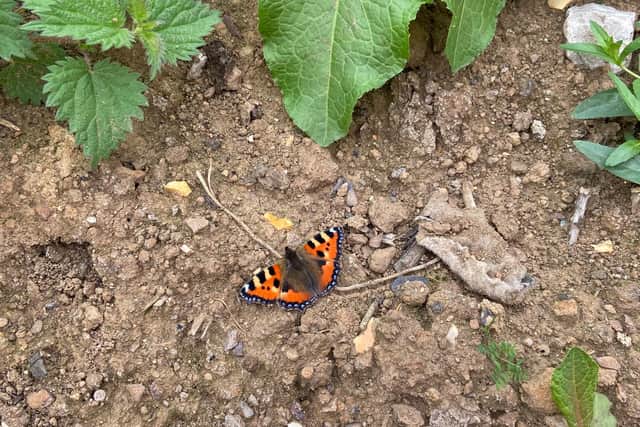 Butterfly at Finedon site.