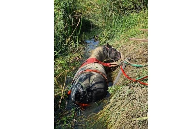 The horse in the ditch