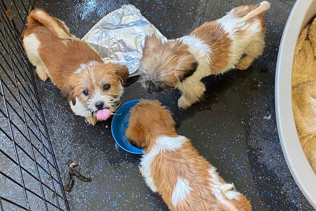 Police found six dogs during an unrelated enquiry at the address in Desborough