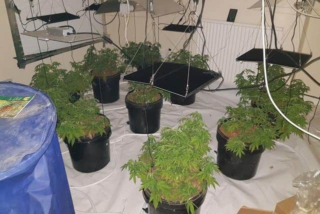 Police seized these cannabis plants. Credit: Northants Telegraph