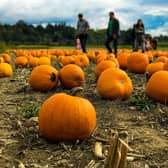 Pumpkin picking season is nearly upon us...