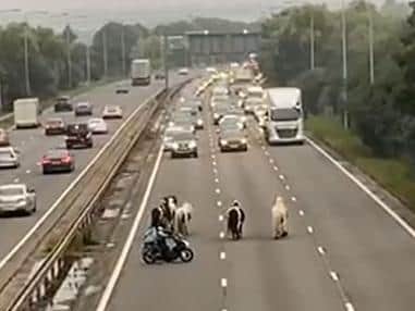 One enterprising moped rider tried to round up the ponies