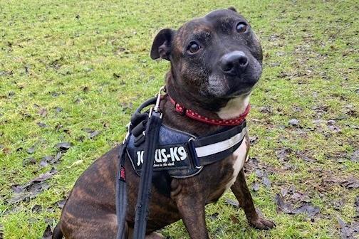 Freddie is a sweet three-year-old Staffie lad. Typical of his breed, he loves everyone. He loves his toys and knows basic commands. A home with teenagers and no other animals would be suited to this good boy.