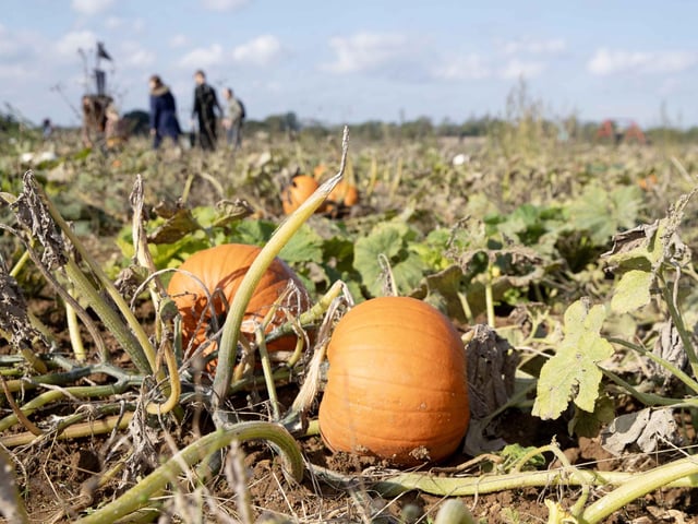 The farm reopened for the 2024 autumn season over the weekend (Saturday October 5 and Sunday October 6).