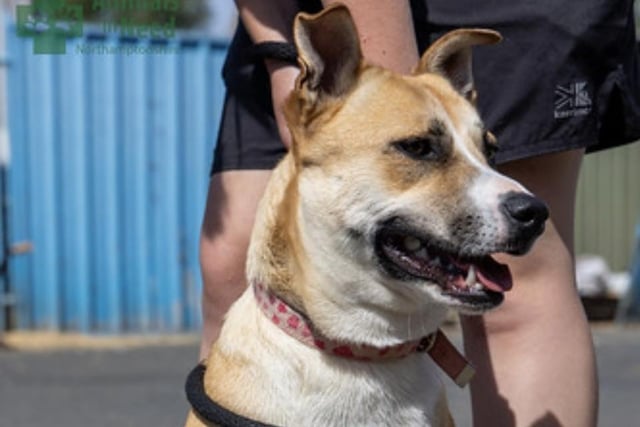Annie said: "Tess is a beautiful, medium sized, young crossbreed who joined us from the pound. She is a timid girl so a quiet home with a secure garden is a must."