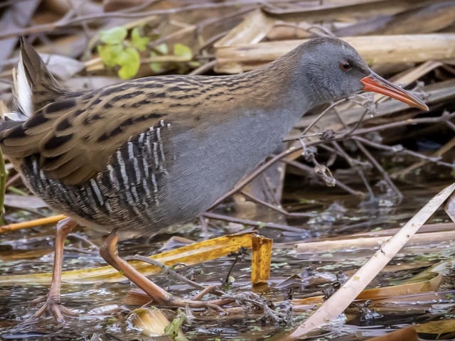 A water rail at Summer Leys by Keith Griffiths
