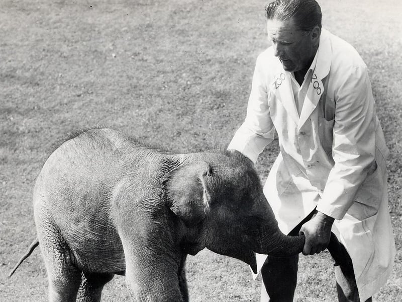 Elephants were taken for regular walks around the zoo as their enclosures were not big enough for them to do much exercise.