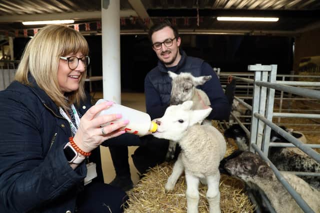 Cllr Helen Howell with Jack Pishhorn of Chester House at last year's lambing event