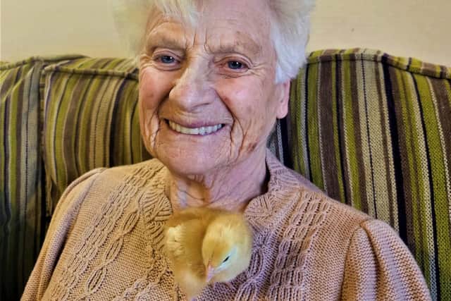 A chick climbs up one of the residents.