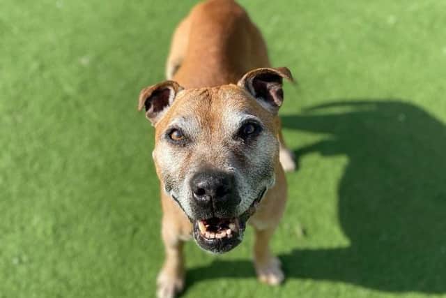 Staffordshire bull terrier, Scraps, is looking for a retirement home in Northamptonshire.