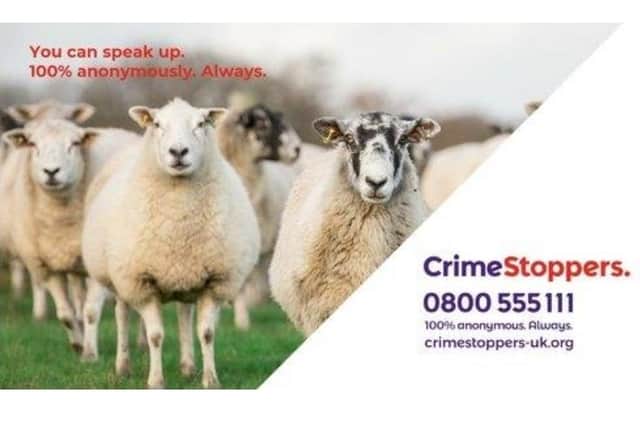 Sheep rural crime/Northants Police