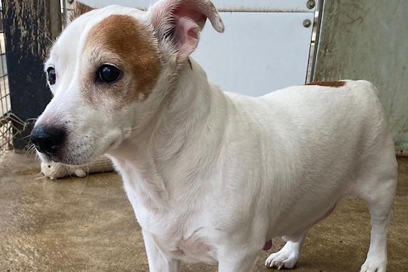 Annie said: "Jack is a 10 year old laid back Jack Russell Terrier who gets along fine with other dogs and would be happy to be rehomed with adults/teenagers. He needs a nice quiet home to relax in during his golden years."