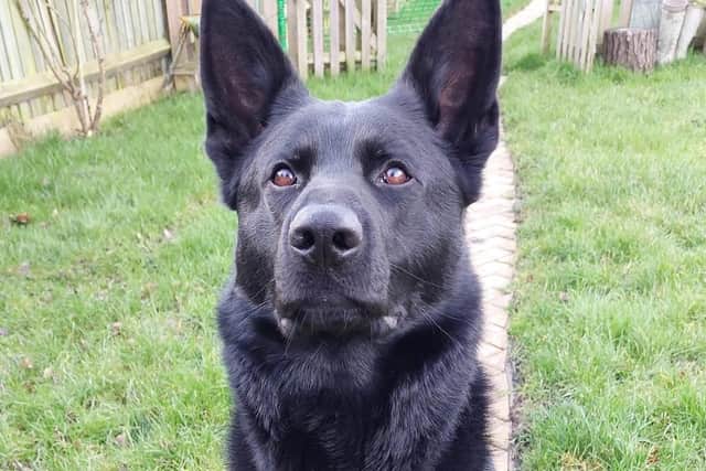 PD Blue. Photo: @NorthantsDogs.
