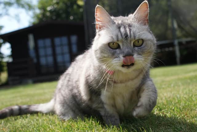 Smokey the cat from Pitsford now jointly holds the Guinness World Record for the loudest purr of a domestic cat.