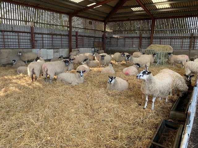 The Stoke Bruerne farm re-opens for the 2023 season on Saturday (March 11).
Although members of the public cannot feed the lambs at Rookery Open Farm, they can see them and potentially watch them being born.
The farm’s website says: “During the lambing season you may be able to experience seeing some of the baby lambs being born.”
The farm will be open 10am - 5pm every day, except for Tuesdays.
Tickets are £8 per adult and £7.50 per child. Pay upon arrival. Visit rookeryopenfarm.com to find out more.