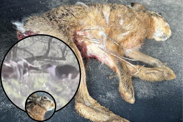 The hare after it was killed (inset the dogs with the body of the hare)/UGC