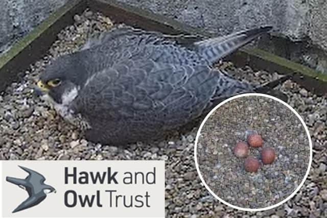 Kettering's pair of peregrine falcons are being watched by a global audience/Hawk and Owl Trust