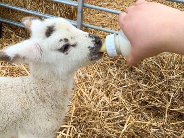 The popular family attraction in Welford is offering 20-minute lamb experiences where children (and parents) get to meet, play with and feed the lambs, as well as learning about lambing.
The farm posted on Facebook: “Come along and enjoy an amazing opportunity to see lots of new little lambs at this special time of year... and what's more, you're welcome to help feed them.”
Feeding the lambs costs £2 and can be reserved on the day of your visit. Usual farm entry tickets cost £7 for adults and children and £4 for toddlers. Book online at minimeadowsfarm.com.
The farm, which is open seven days a week, expects to keep feeding the lambs session going until around mid-April.